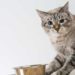 Frequent, Small Meals for Cat Weight Loss and Maintenance