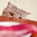 How Organ Meats Can Be Beneficial for Cats