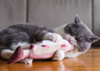 Huile de poisson pour chats souffrant d’arthrite