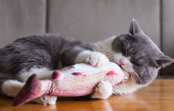 Huile de poisson pour chats souffrant d’arthrite