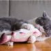 Huile de poisson pour chats souffrant d’arthrite