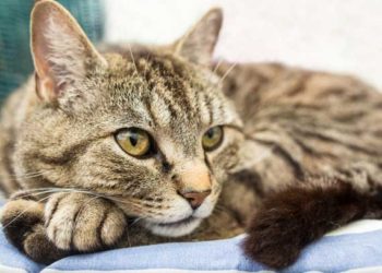 La médecine n’est pas toujours la meilleure façon de traiter l’arthrite du chat