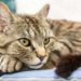 La médecine n’est pas toujours la meilleure façon de traiter l’arthrite du chat