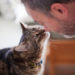 La morsure du chat est-elle un signe d’affection ?