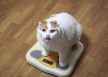 La technologie intelligente peut-elle aider à perdre du poids chez le chat?