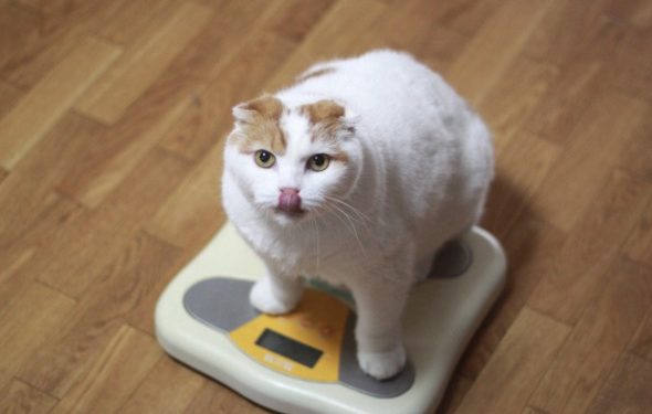 La technologie intelligente peut-elle aider à perdre du poids chez le chat?