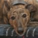 L’anaplasmose chez les chiens