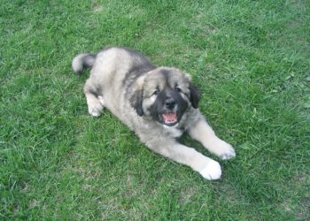 Le chien d’ours russe – Apprendre à toiletter et à dresser le chien de berger caucasien