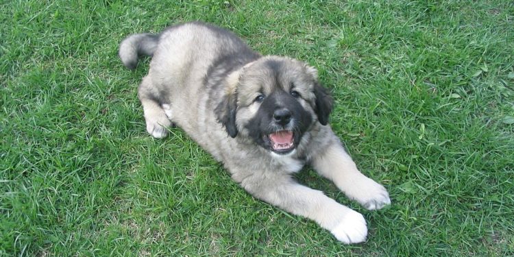 Le chien d’ours russe – Apprendre à toiletter et à dresser le chien de berger caucasien