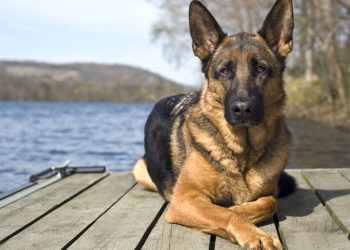 Les 10 chiens les plus forts