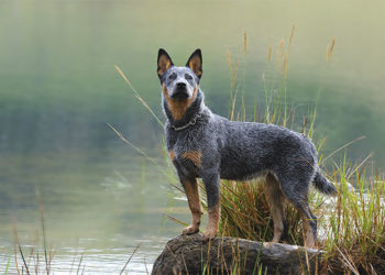 Les 10 chiens les plus intelligents