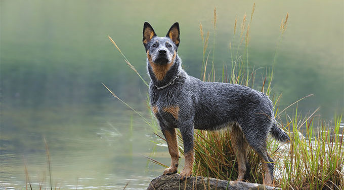 Les 10 chiens les plus intelligents