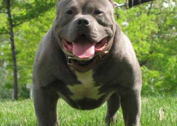 Les 10 chiens les plus mordants