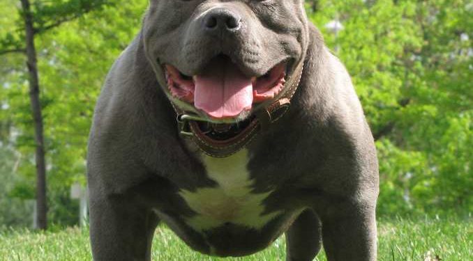 Les 10 chiens les plus mordants