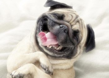 Les 10 meilleures citations de chiens