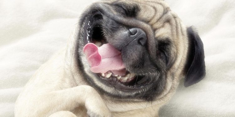 Les 10 meilleures citations de chiens