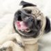 Les 10 meilleures citations de chiens