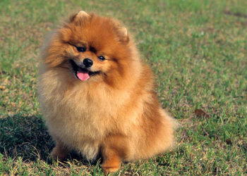 Les 10 plus beaux chiens