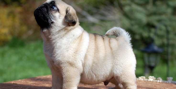 Les 10 premiers noms des carlins