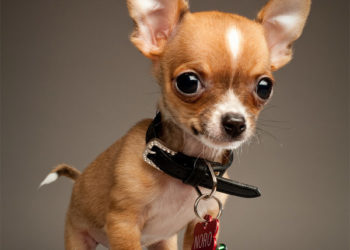 Les 10 premiers noms des chihuahuas