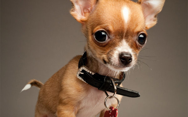 Les 10 premiers noms des chihuahuas