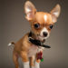 Les 10 premiers noms des chihuahuas
