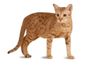 Les 20 chats les plus mignons