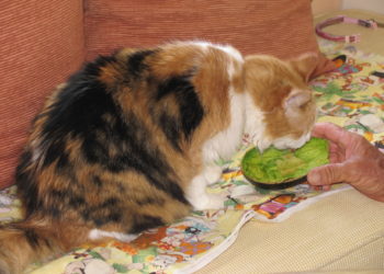 Les chats peuvent-ils manger de l’avocat ?