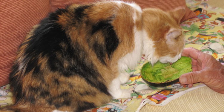 Les chats peuvent-ils manger de l’avocat ?