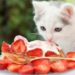 Les chats peuvent-ils manger des fraises ? Les fraises sont-elles bonnes ou mauvaises pour les chats ?
