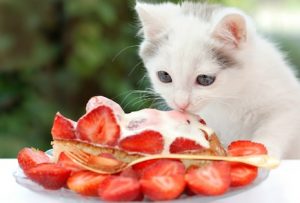Les chats peuvent-ils manger des fraises ?