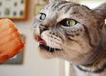 Les chats peuvent-ils manger du saumon ?