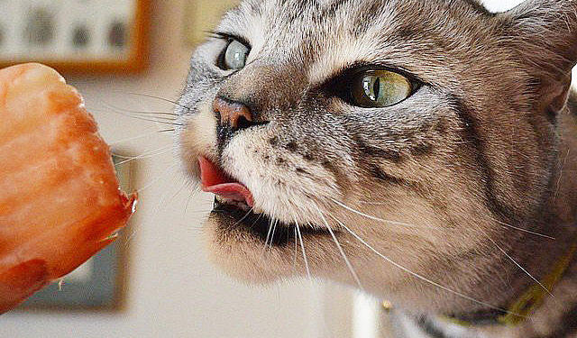 Les chats peuvent-ils manger du saumon ?