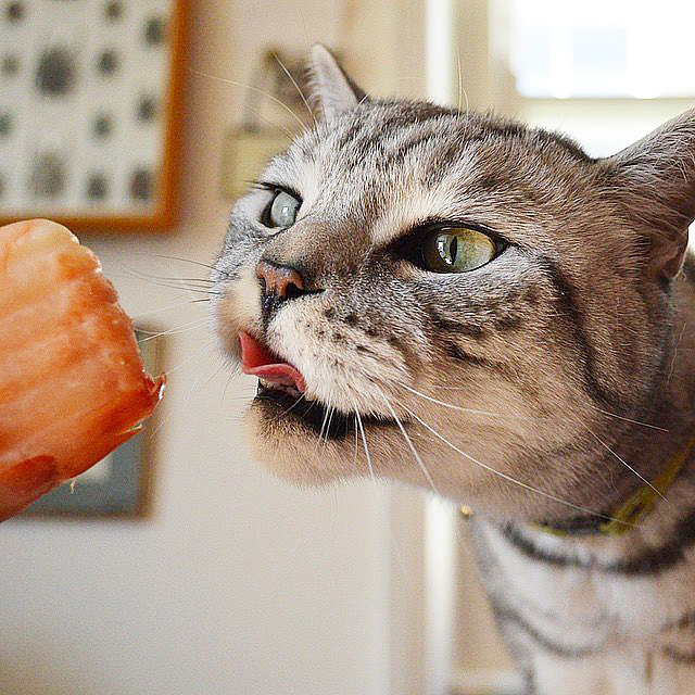Les chats peuvent-ils manger du saumon ?