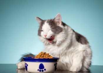 Les chats peuvent-ils perdre du poids avec une mangeoire lente?