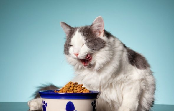 Les chats peuvent-ils perdre du poids avec une mangeoire lente?
