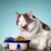 Les chats peuvent-ils perdre du poids avec une mangeoire lente?