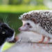 Les chats peuvent-ils vivre avec de petits animaux?