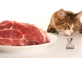 Les chats peuvent manger de la viande crue