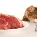 Les chats peuvent manger de la viande crue