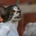Les chats peuvent pleurer : Pourquoi les chats pleurent-ils ?