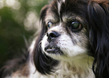 Les chiens âgés et l’incontinence