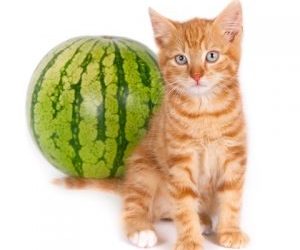 Les fruits frais ou les semences ?