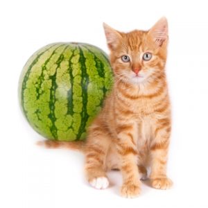 Les chats peuvent-ils manger de la pastèque ?