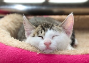 Les humains peuvent-ils attraper des ténias chez les chats?