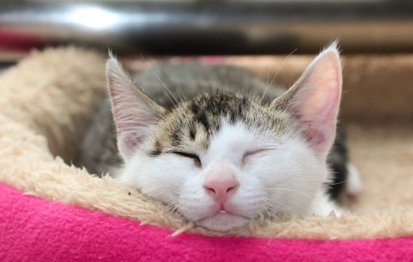 Les humains peuvent-ils attraper des ténias chez les chats?