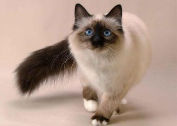 Les meilleurs chats pour les enfants allergiques