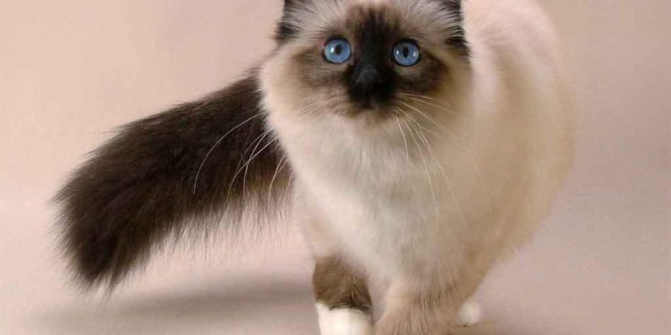 Les meilleurs chats pour les enfants allergiques