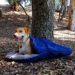 Les meilleurs sacs de couchage pour chiens – Un guide sur les sacs de couchage pour chiens en juin 2020