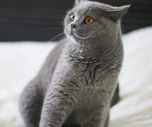 Les nuances du langage corporel des chats et du langage des félins